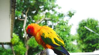 Beautiful bird . Enjoying
