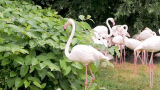 group-of-flamingo-birds-in-the-zoo_3374868.