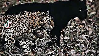 Black panther