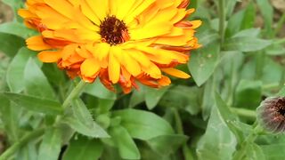 Nice flower