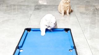 Cat play Balls