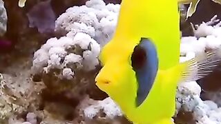 Beautiful fishes
