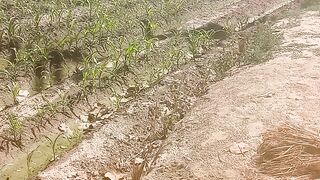 Maiz Farming
