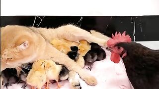 Funny video