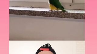 Funny video