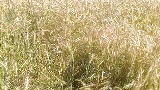 Wheet Crops ready to harvest