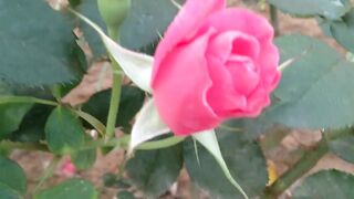 Nice flower