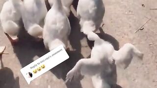 Funny video