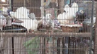Birds Lover