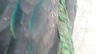 Kitna khoobsoorat Taj hay