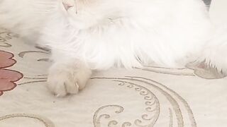 Cat sipping