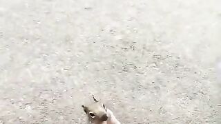 squirell and water in the forest