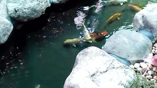 KOI FISH