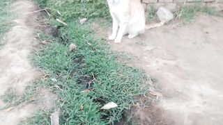 Beautiful Cat