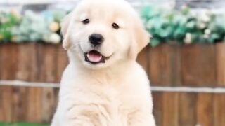 Cutest dog