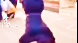 funny video