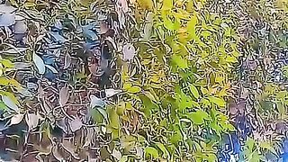 House & gardan