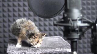 THE CAT PLAYS MUSIC