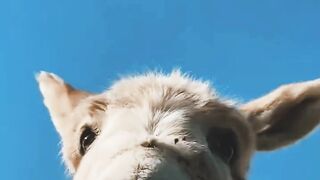 Funny videos ???????? to