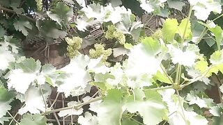 Grapes