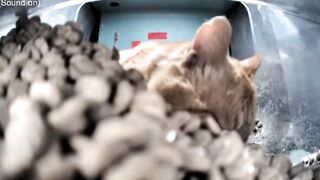 Hello Street Cat "Mr Piss" pees on food