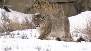 Animal cheetah