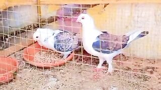 Fansy breed
