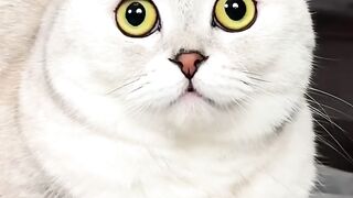 Cat Subscribe Our Channel