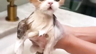 Cat Subscribe Our Channel