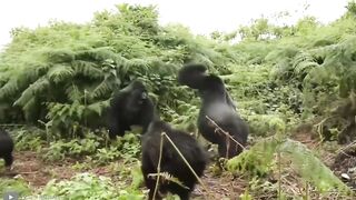 Gorilla games to play