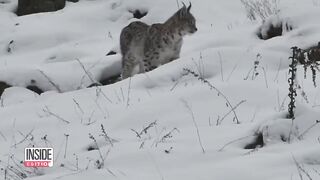 Rare Sighting of Caucasian Lynx Hunting in Daylight.