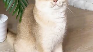 Cat Subscribe Our Channel