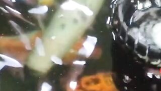 RELAX KOI