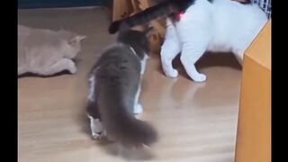 Cute and funny cat funny moment.