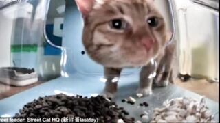 Mr. Fresh goes back to sniff the food