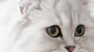 Hungry