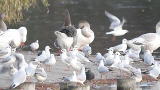 Doves at the Beach and Nature's Sound video