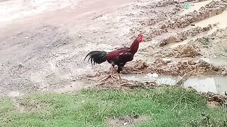 ayam dan angsa
