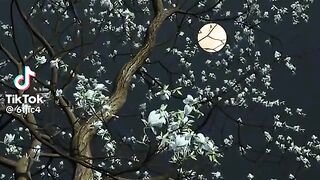 Nature video