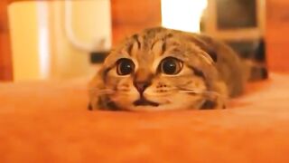 cat watching horror movie