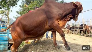 Cute cow vlog