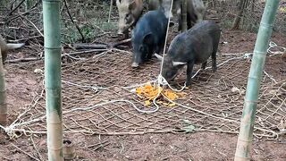 Very funny video of dangerous animal video