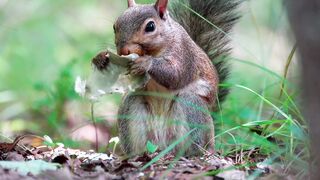 Squirrel ❤️????