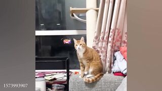 Tiktok funny
