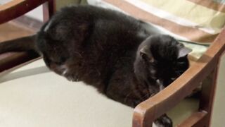 Black cat