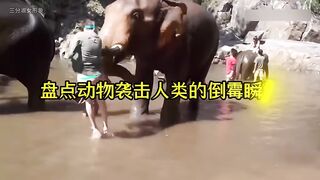 best funny video with Animal
