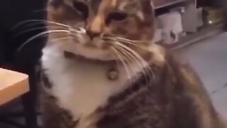 Fanny cats|cat Entanglement