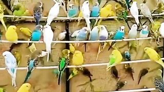 Parrot Subscribe Our Channel