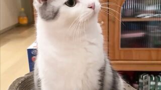 A person munching on crispy snacks ???? in front of their cat