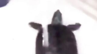 MEMES I STOLE FROM YOUTUBE